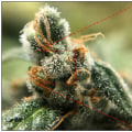 The Science Behind THCB And Its Role In Medical Marijuanas