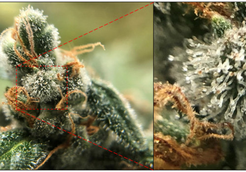 The Science Behind THCB And Its Role In Medical Marijuanas